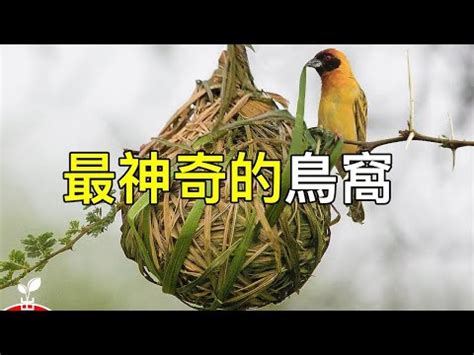 小鳥在家築巢 風水